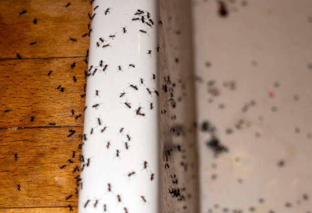 Best Best Pest Control Companies  in Sandpoint, ID