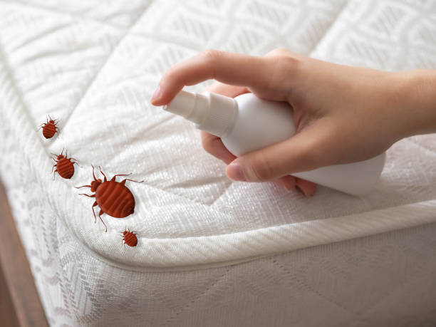 Best Spider Control Near Me  in Sandpoint, ID