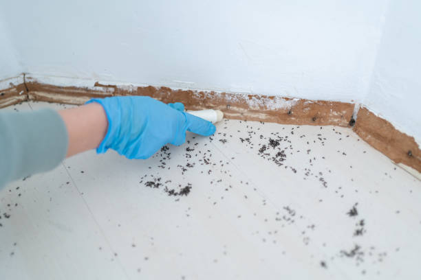 Best Pest Control Near Me  in Sandpoint, ID